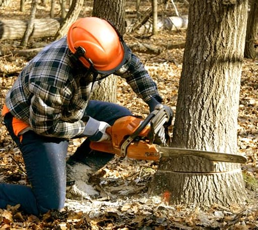 Tree Removal in Saint Louis, OK